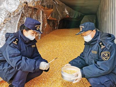 山东口岸首次进口南非玉米，从黄岛口岸通关入境用于饲料加工