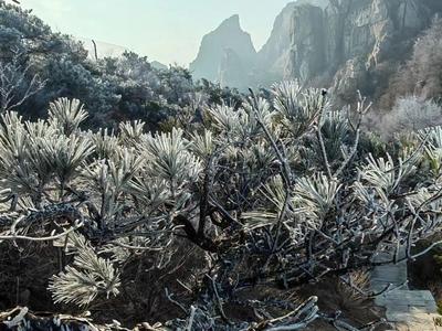 游客注意！今起，崂山风景区九水游览区、巨峰游览区暂时封闭