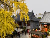 传说中的“青岛之根”！法海寺喊你来赏1600岁银杏