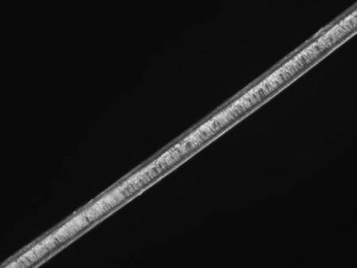 我国学者制备出北极熊毛仿生保暖材料，兼具保暖、轻薄和耐用的特点