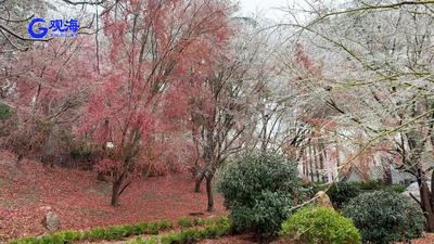 崂山“雨凇”，你见过吗？