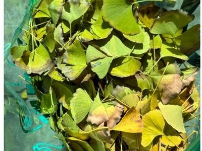 银杏叶满大街都能捡！紧急提醒：生食有风险→