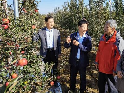 创下最高纪录！青农大“福星”苹果苗木繁育经营权1000万元转让