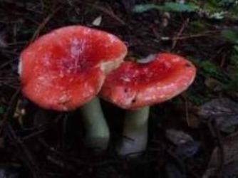 云南有多少种野生菌？答案超乎想象