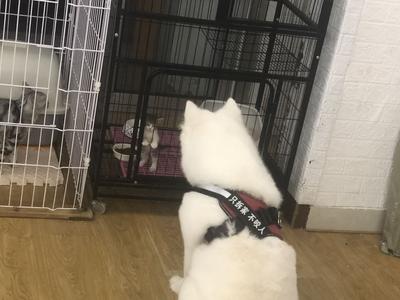 春节假期宠物寄养价格“水涨船高”，VIP房一天357元，你会买单吗？
