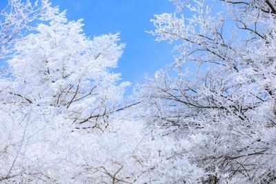 崂山成为雾凇观赏胜地！全国雾凇地图出炉，四大场景解锁别样冰雪奇缘