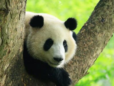 一觉醒来“和叶”弟弟变妹妹！大熊猫性别为何难辨