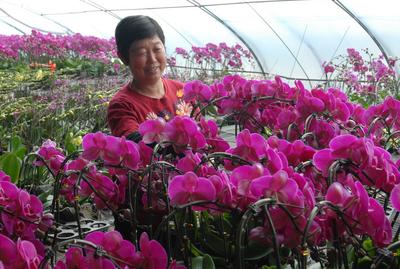 人面“兰花”相映红，青岛这里的兰花开得俏，销得旺