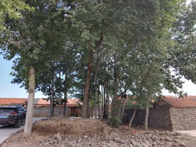 土地历史遗留问题解决了！莱西法院成功调解一起宅基地使用权纠纷