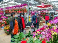 花卉市场年味渐浓！青岛市民欢喜选购年宵花