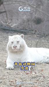 听说青岛动物园里一只雪虎有三个名字？青岛人你别太宠了~