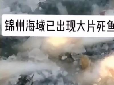 锦州海域因污染出现大片死鱼？真相来了