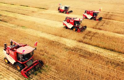 全国冬小麦播种过四成