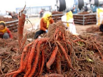 实现一年两季丰收！莱西打造6000亩中草药生态种植基地