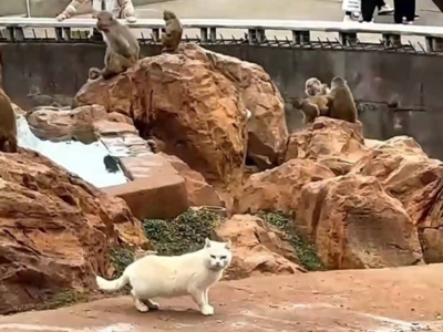 昆明动物园：立即采用诱捕的方式将猫移出猴山，将对猫进行全面体检