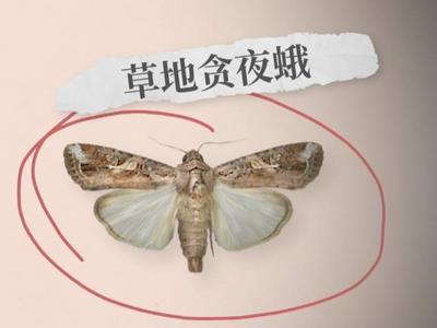 为了对付这只扑棱蛾子，中国科学家有多努力？