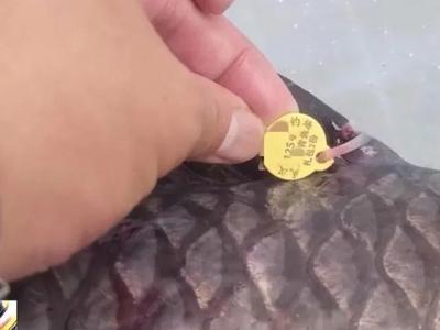 一条鱼60万元？86人垂钓现场被抓！ 