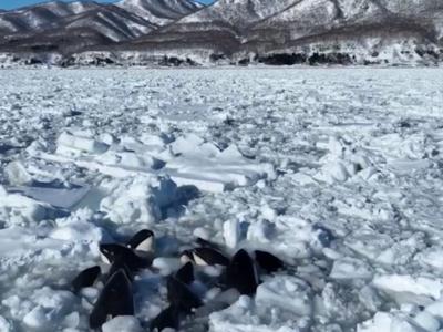 日本北海道10余头虎鲸被困浮冰