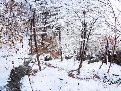 新疆发布暴雪、大风、寒潮红色预警信号