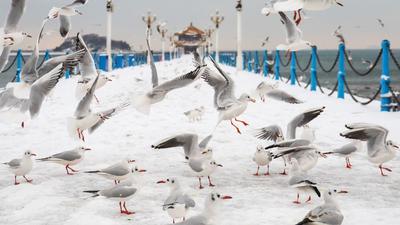 海鸥：回西伯利亚啦？青岛雪后美景上大分