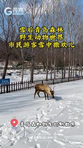 不是尔滨！是青岛！大人小孩都在这玩嗨了…