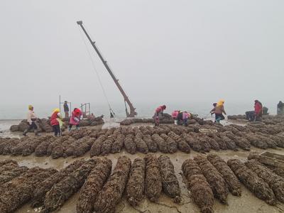 “蛎蛎”皆辛苦！春节期间，胶州湾和鳌山湾等海域每天上岸海蛎子超百万斤