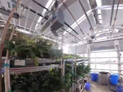 中国在南极种菜，却意外实现了“车厘子自由”