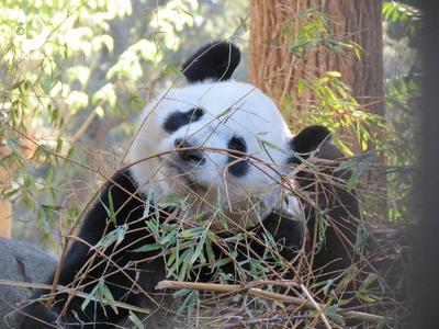 5只旅居西班牙的大熊猫将于当地时间2月29日启程回国