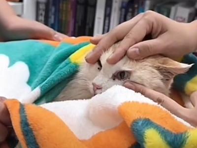 千里运猫、筹款270余万？三问中国小动物保护协会