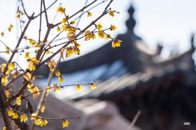3月仍有5次冷空气影响，多地或提前入春