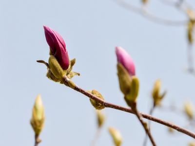 四种花色，绵延700余米！青岛最美玉兰路上线
