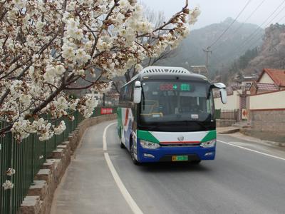 春暖花开！ 青岛这些“开往春天的巴士”带你“上春山”