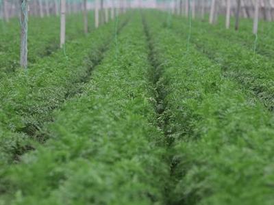 以绿为笔，山东书写高质量发展新篇章