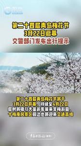 第二十四届青岛梅花节3月22日启幕，交警部门发布出行提示