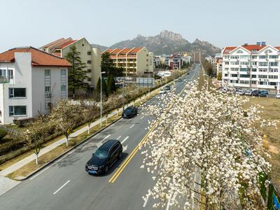 四种花色，绵延700余米！青岛最美玉兰路上线