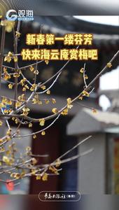 新春第一缕芬芳，快来海云庵赏梅吧