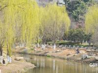 春风拂面，海泊河公园春光正好 | 春日赏花⑥