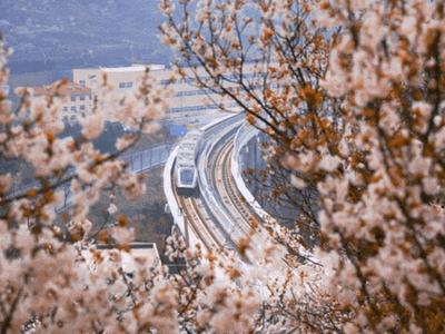 青岛樱桃花节29日开幕，坐最美地铁感受“上春山”的浪漫
