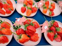 生活更“莓”好，青岛红石崖街道草莓喜丰收