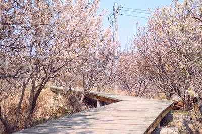 @青岛市民，3月中下旬到5月中旬，崂山赏花线路图