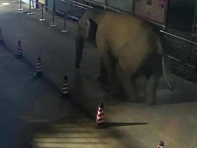 亚洲象凌晨“跨国游” 听到警报声后……