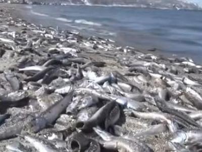 北海道沿岸漂浮大量死鱼，当地政府警告：不要接触！