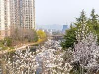 在青岛李村河，有一种春天叫玉兰花开