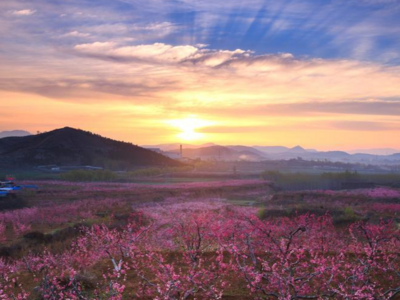 首位度·寻花系列｜世上桃源孕育齐鲁“桃文化”