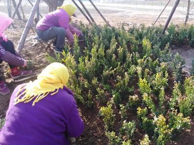 全长约2600米的辽河路绿化工程预计4月底完工