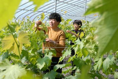 青岛这个镇各类种子产品远销10余个国家，年销售额近6亿元