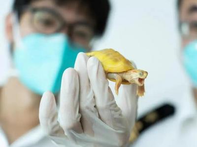 全国首例非法引进外来入侵物种案，已公诉！