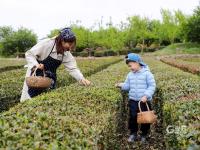 小茶叶成“金叶子”，崂山万亩春茶开采