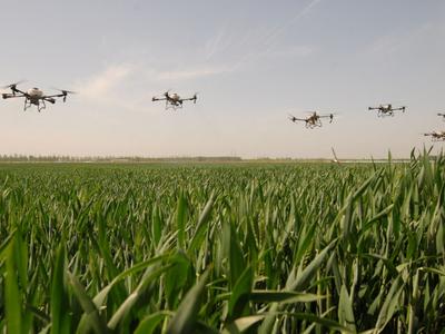 无人机上阵“一喷三防”， 助力小麦增产丰收