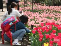 美成了油画！春日“顶流”郁金香在青岛这个公园上线啦